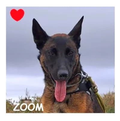 ZOOM, male Belgian Malinois for adoption at SPA Montpellier, Villeneuve-lès-Maguelone