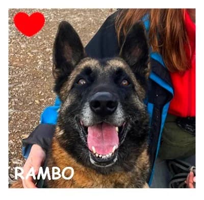 RAMBO, male Belgian Malinois for adoption at SPA Montpellier, Villeneuve-lès-Maguelone