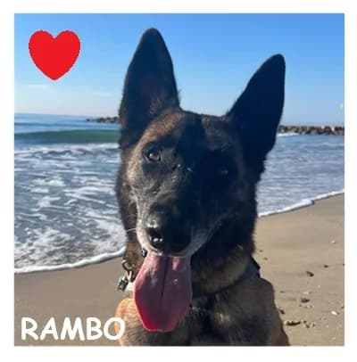 RAMBO, male 4yo Belgian Malinois for adoption at SPA Montpellier, Villeneuve-lès-Maguelone