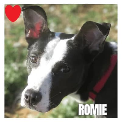 ROMIE, female 4yo Border Collie for adoption at SPA Montpellier, Villeneuve-lès-Maguelone