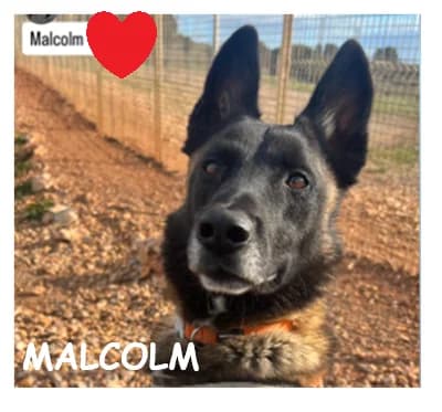 MALCOLM, male Belgian Malinois for adoption at SPA Montpellier, Villeneuve-lès-Maguelone