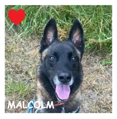 MALCOLM, male 4yo Belgian Malinois for adoption at SPA Montpellier, Villeneuve-lès-Maguelone