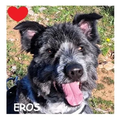 EROS, male Mixed Breed for adoption at SPA Montpellier, Villeneuve-lès-Maguelone