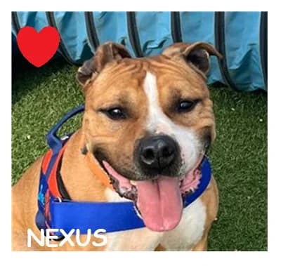 NEXUS, male American Staffordshire Terrier for adoption at SPA Montpellier, Villeneuve-lès-Maguelone