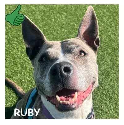 RUBY, female American Staffordshire Terrier for adoption at SPA Montpellier, Villeneuve-lès-Maguelone