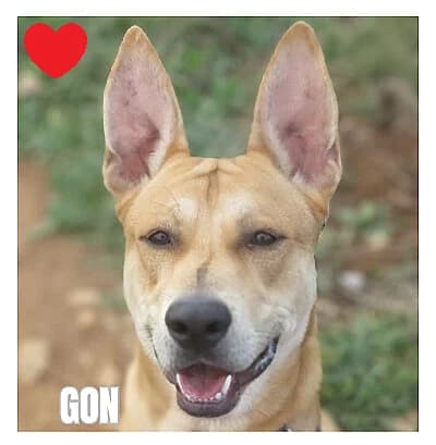 GON, male Mixed Breed for adoption at SPA Montpellier, Villeneuve-lès-Maguelone