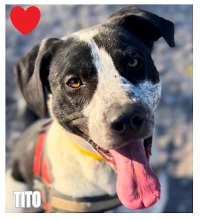 TITO, male 3yo Pointer for adoption at SPA Montpellier, Villeneuve-lès-Maguelone