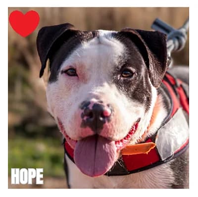 HOPE, male Mixed Breed for adoption at SPA Montpellier, Villeneuve-lès-Maguelone