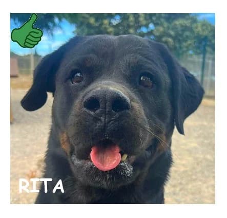 RITA, female Rottweiler for adoption at SPA Montpellier, Villeneuve-lès-Maguelone
