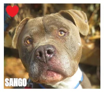 SANGO, male mixed breed for adoption at SPA Montpellier, Villeneuve-lès-Maguelone