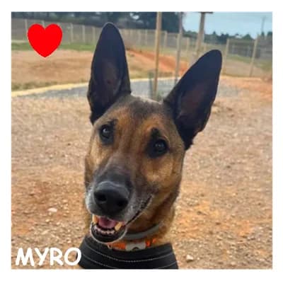 MYRO, male Belgian Malinois for adoption at SPA Montpellier, Villeneuve-lès-Maguelone