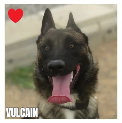VULCAIN, female Belgian Malinois for adoption at SPA Montpellier, Villeneuve-lès-Maguelone