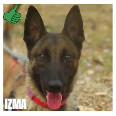 IZMA, female Belgian Malinois for adoption at SPA Montpellier, Villeneuve-lès-Maguelone