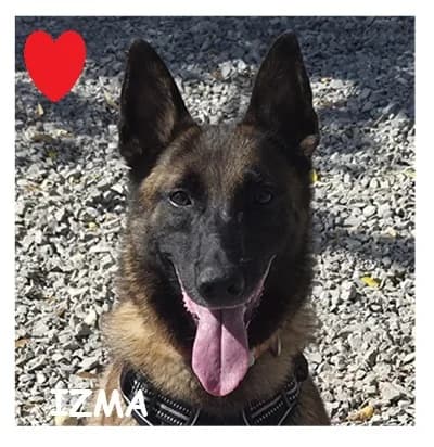 IZMA, female 3yo Belgian Malinois for adoption at SPA Montpellier, Villeneuve-lès-Maguelone