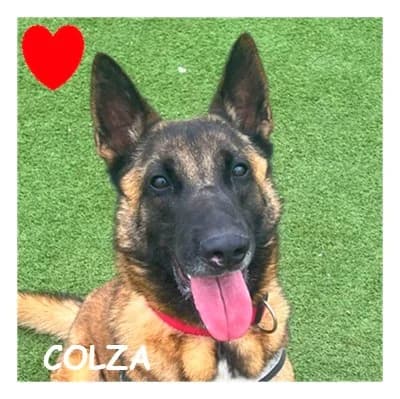 COLZA, female Belgian Malinois for adoption at SPA Montpellier, Villeneuve-lès-Maguelone