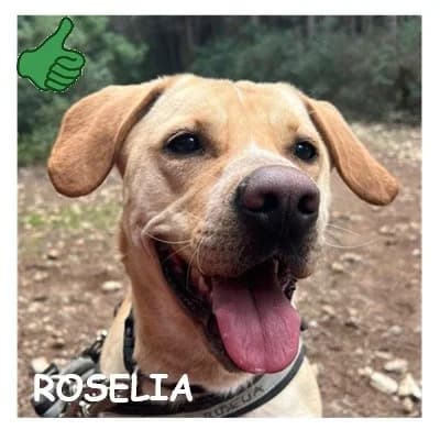 ROSELIA, female Labrador Retriever for adoption at SPA Montpellier, Villeneuve-lès-Maguelone