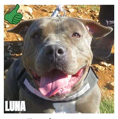 LUNA, female mixed breed for adoption at SPA Montpellier, Villeneuve-lès-Maguelone