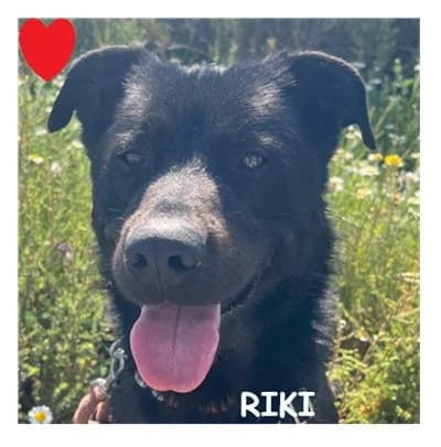 RIKI, male 3yo Mixed Breed for adoption at SPA Montpellier, Villeneuve-lès-Maguelone