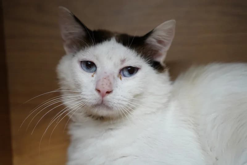 MOSHI, Mixed Breed for adoption at SPA Montpellier, Villeneuve-lès-Maguelone