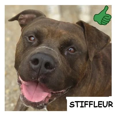 STIFFLEUR, male 6yo American Bully for adoption at SPA Montpellier, Villeneuve-lès-Maguelone