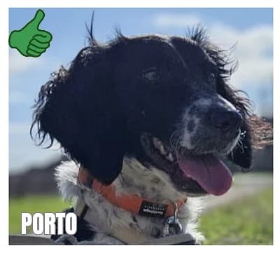 PORTO, male 4yo Mixed Breed for adoption at SPA Montpellier, Villeneuve-lès-Maguelone