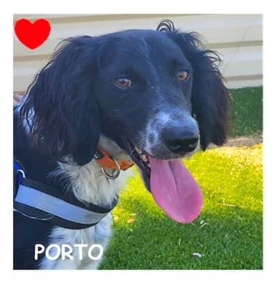 PORTO, male 5yo Mixed Breed for adoption at SPA Montpellier, Villeneuve-lès-Maguelone