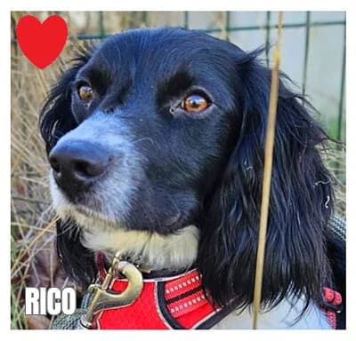 RICO, male 5yo Mixed Breed for adoption at SPA Montpellier, Villeneuve-lès-Maguelone