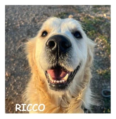 RICCO, male Golden Retriever for adoption at SPA Montpellier, Villeneuve-lès-Maguelone
