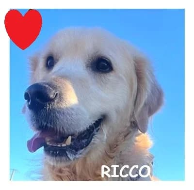 RICCO, male 6yo Golden Retriever for adoption at SPA Montpellier, Villeneuve-lès-Maguelone