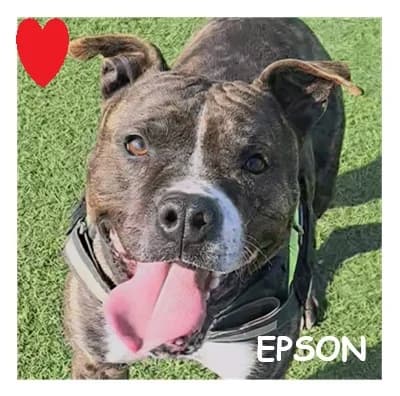 EPSON, male 3yo mixed breed for adoption at SPA Montpellier, Villeneuve-lès-Maguelone