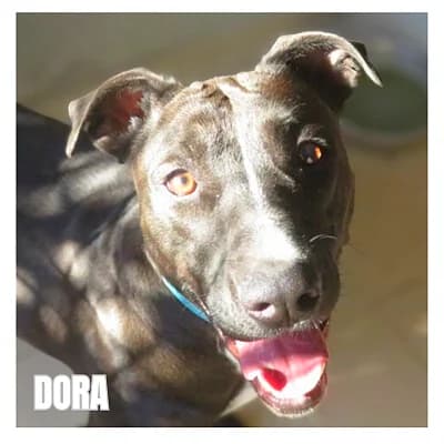 DORA, female Bull Terrier for adoption at SPA Montpellier, Villeneuve-lès-Maguelone