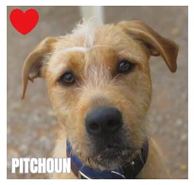 PITCHOUN, male young Labrador Retriever for adoption at SPA Montpellier, Villeneuve-lès-Maguelone