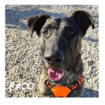 PACO, male young Mixed Breed for adoption at SPA Montpellier, Villeneuve-lès-Maguelone