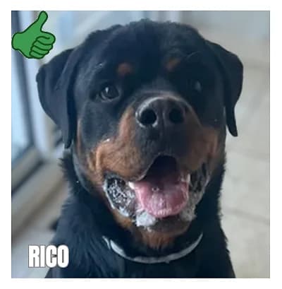 RICO, male young Rottweiler for adoption at SPA Montpellier, Villeneuve-lès-Maguelone