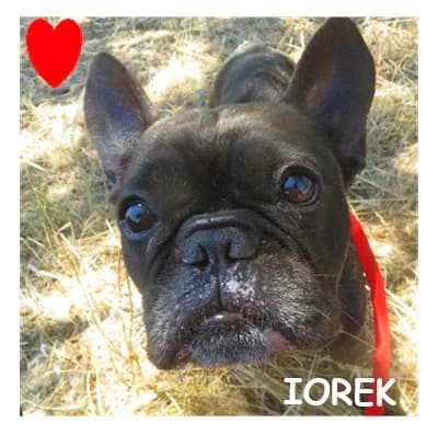 IOREK, male 6yo French Bulldog for adoption at SPA Montpellier, Villeneuve-lès-Maguelone