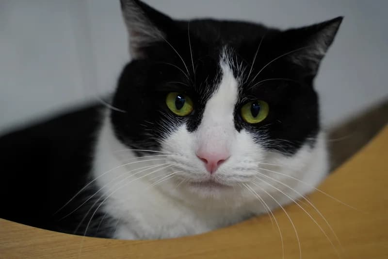 STERLING, Mixed Breed for adoption at SPA Montpellier, Villeneuve-lès-Maguelone