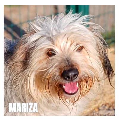 MARIZA, female mixed breed for adoption at SPA Montpellier, Villeneuve-lès-Maguelone