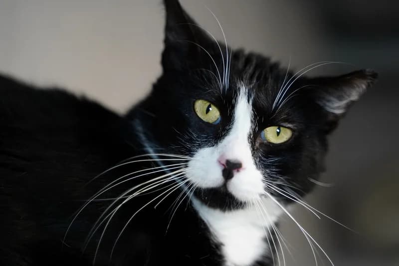 SHEDU, Mixed Breed for adoption at SPA Montpellier, Villeneuve-lès-Maguelone