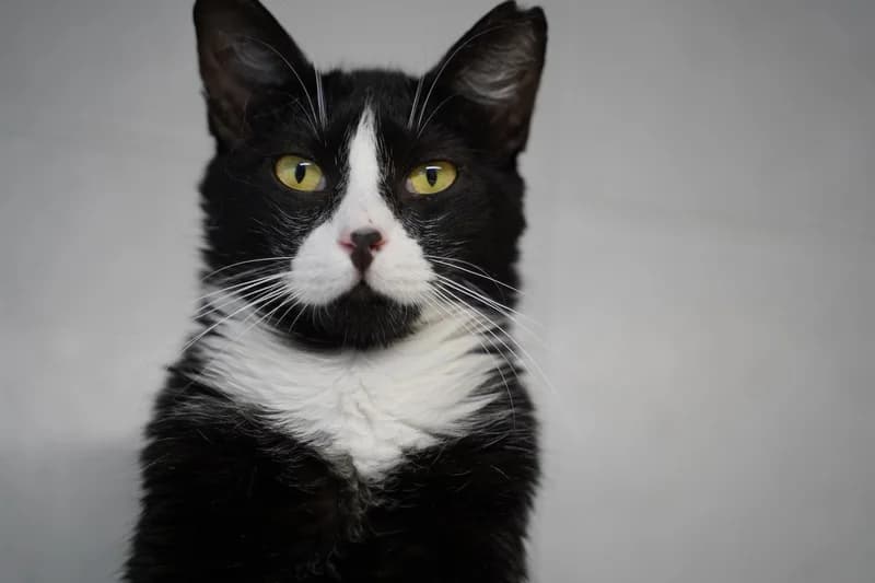 SHEDU, Mixed Breed for adoption at SPA Montpellier, Villeneuve-lès-Maguelone