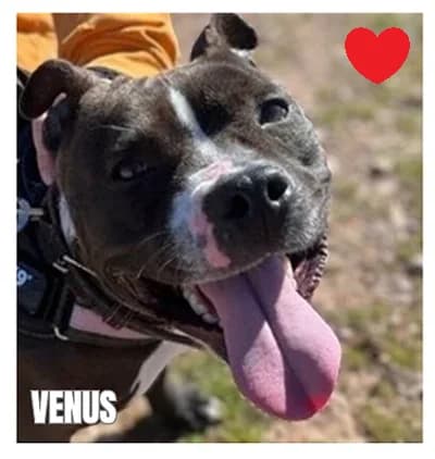 VENUS, female young mixed breed for adoption at SPA Montpellier, Villeneuve-lès-Maguelone