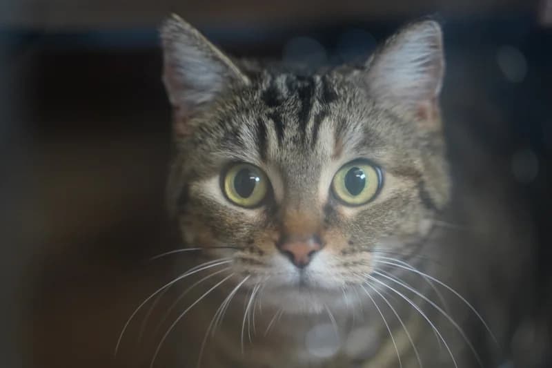 LULUBELLE, Mixed Breed for adoption at SPA Montpellier, Villeneuve-lès-Maguelone