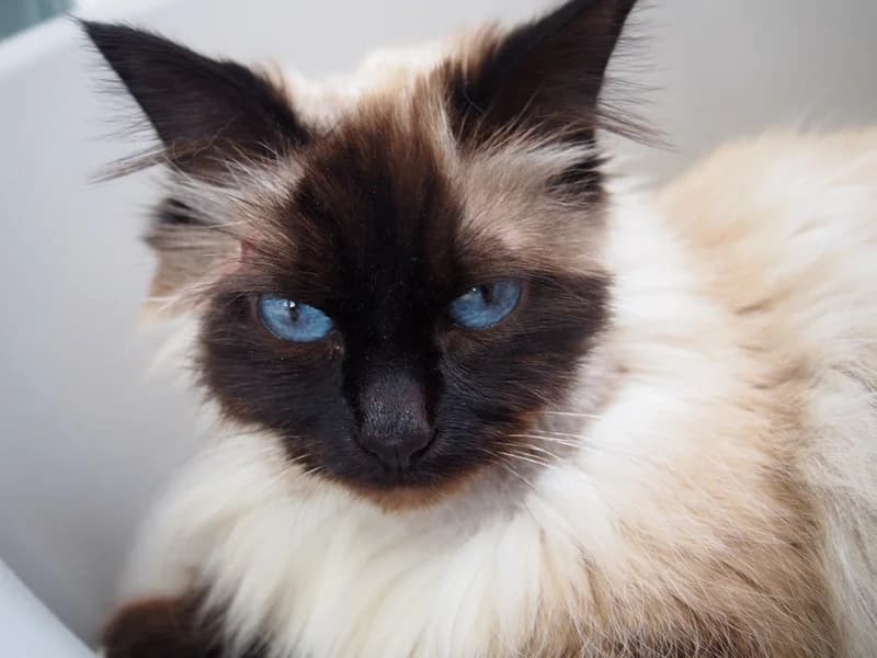 CANNELLE, Mixed Breed for adoption at SPA Montpellier, Villeneuve-lès-Maguelone