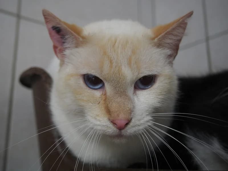 COCO 96269 – OPTION, Mixed Breed for adoption at SPA Montpellier, Villeneuve-lès-Maguelone