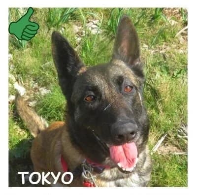 TOKYO, female 5yo Belgian Malinois for adoption at SPA Montpellier, Villeneuve-lès-Maguelone