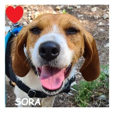 SORA, female 3yo mixed breed for adoption at SPA Montpellier, Villeneuve-lès-Maguelone