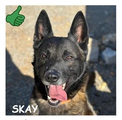 SKAY, male 4yo Belgian Malinois for adoption at SPA Montpellier, Villeneuve-lès-Maguelone