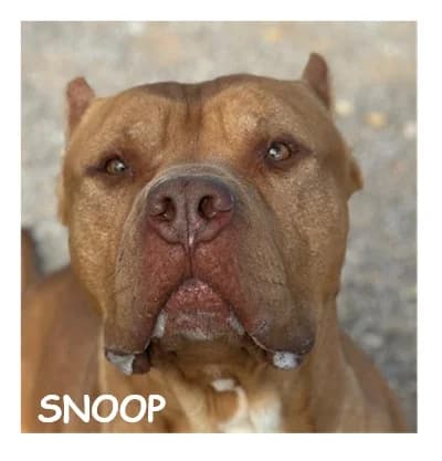 SNOOP, male American Bully for adoption at SPA Montpellier, Villeneuve-lès-Maguelone