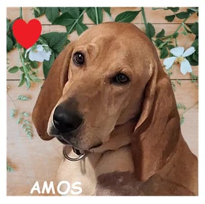 AMOS, male young Mixed Breed for adoption at SPA Montpellier, Villeneuve-lès-Maguelone
