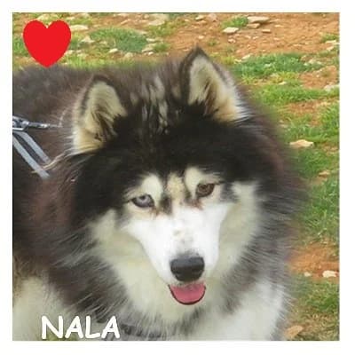 NALA, female senior Husky for adoption at SPA Montpellier, Villeneuve-lès-Maguelone