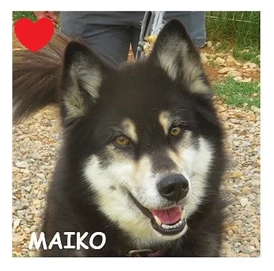 MAIKO, male senior Husky for adoption at SPA Montpellier, Villeneuve-lès-Maguelone